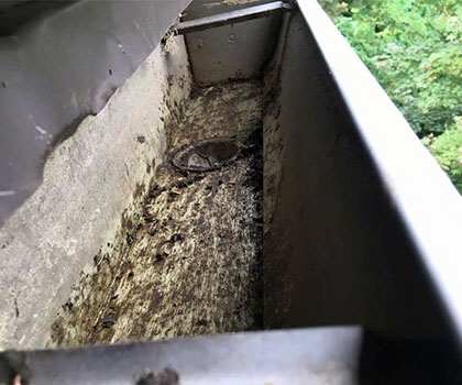 gutter cleaning quincy area